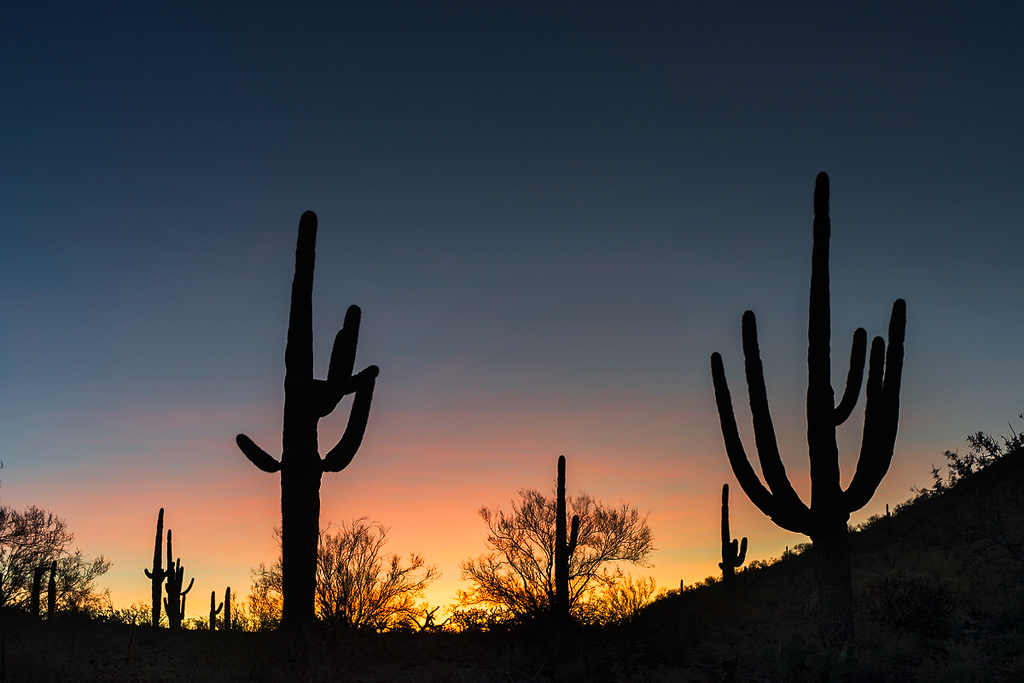 Cactus - Arizona